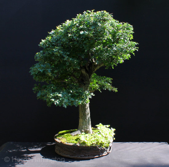hawthorn bonsai